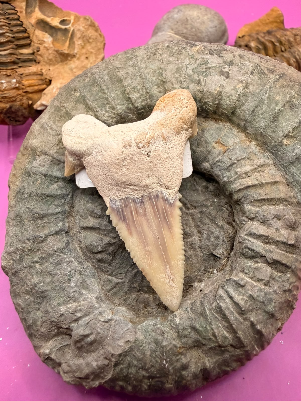Fossiler Haizahn