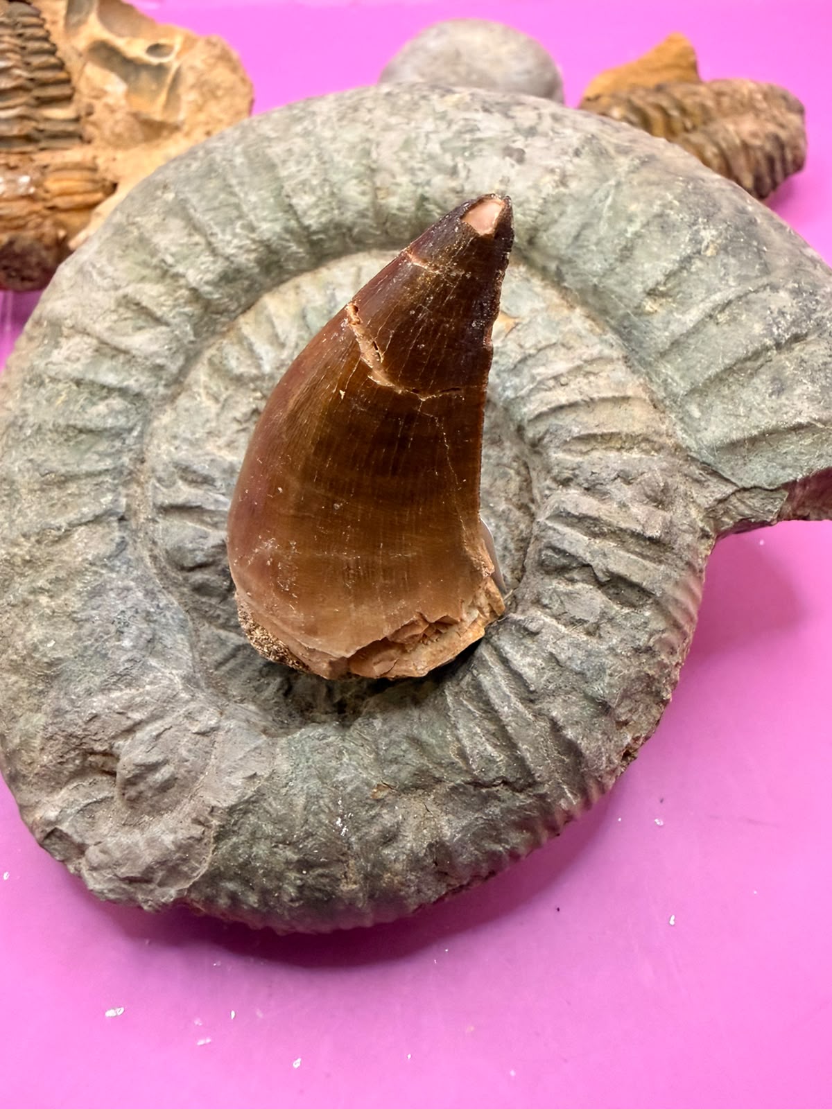 Fossiler Mosasaurier Zahn